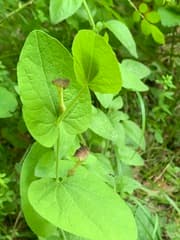 Dutchman's Pipe (Aristolochia rotunda)