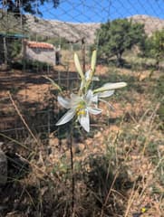 Madonna Lily (Lilium candidum)