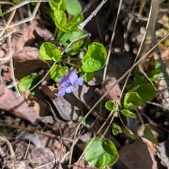 American Dog Violet (Viola conspersa)