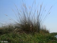 Northern wheatgrass (Cleistachne)
