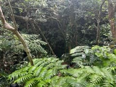 Cyathea fenicis (Alsophila fenicis)