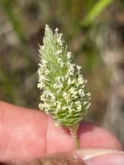 Littleseed canarygrass (Phalaris minor)