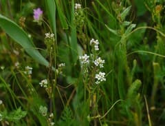 Blackpod (Calepina)