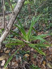 Swamp Lily (Crinum pedunculatum)