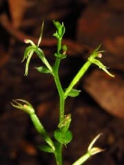 None (Acianthella sublesta)