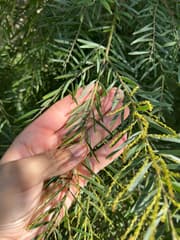 Fringed Wattle (Acacia fimbriata)