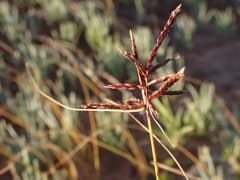 Dwarf Papyrus (Cyperus jeminicus)