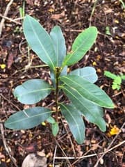 Santa Maria (Calophyllum brasiliense)