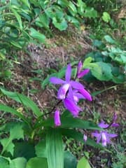 Chinese Ground Orchid (Bletilla striata)