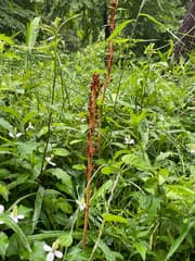 Tianma (Gastrodia elata)