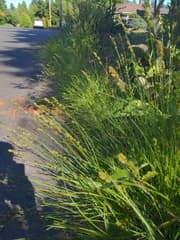 Chabert's sedge (Carex chabertii)