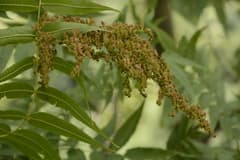Woolly false spirea (Sorbaria tomentosa)