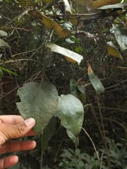 False Shamrock (Cissampelopsis)
