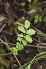 Bidibid (Acaena anserinifolia)