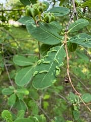 Pearl Bush (Exochorda)