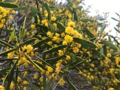 Ear-shaped wattle (Acacia cochlearis)