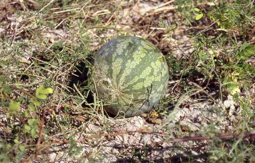Watermelon Plant (Citrullus lanatus)