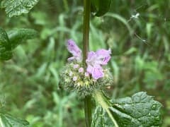 Phlomis scythica (Phlomis scythica)
