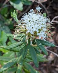 Labrador Tea (Rhododendron groenlandicum)