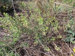 Farsetia (Farsetia)