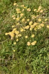 Large-headed Kidney Vetch (Anthyllis macrocephala)