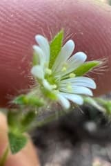 Small-flowered Mouse-ear (Cerastium brachypetalum)