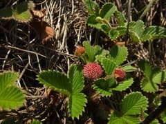 Nilgiri Strawberry (Fragaria nilgerrensis)