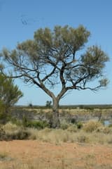 Sandplain Wattle (Acacia ammophila)