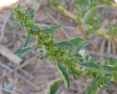Thunberg's amaranth (Amaranthus thunbergii)