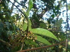 Amborella (Amborella trichopoda)
