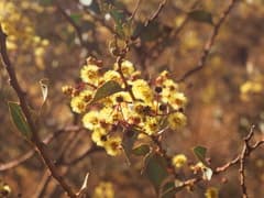 Marramamba Wattle (Acacia marramamba)