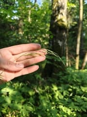 Hairy Wood-brome (Bromus ramosus)
