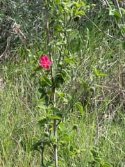 Hibiscus aponeurus (Hibiscus aponeurus)