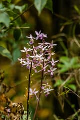 Plantain Calanthe (Calanthe plantaginea)
