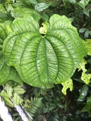 Zanzibar yam (Dioscorea sansibarensis)