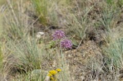 Prairie onion (Allium lepidum)