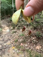 Malayan Agarwood (Aquilaria malaccensis)