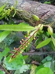 Bulbophyllum falciferum (Bulbophyllum falcatum)