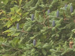 Himalayan Fir (Abies spectabilis)