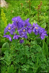 Siberian columbine (Aquilegia glandulosa)