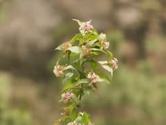 Bush honeysuckle (Zabelia)
