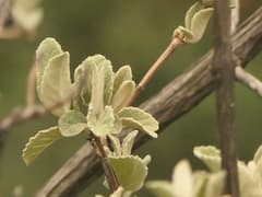 Himalayan Butterfly Bush (Buddleja crispa)