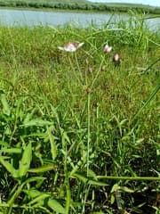 Flowering rush (Butomus junceus)
