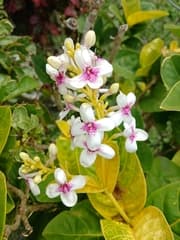 Spotted False Eranthemum (Pseuderanthemum maculatum)