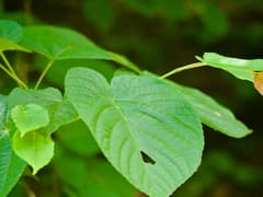 Lace Maple (Acer distylum)
