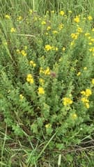 Imperforate St. John's-wort (Hypericum maculatum)