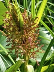 Sumatran Sedge (Scleria sumatrensis)