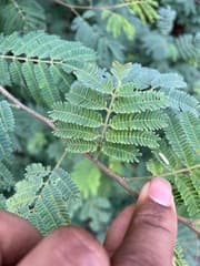 Bitter Albizia (Albizia amara)