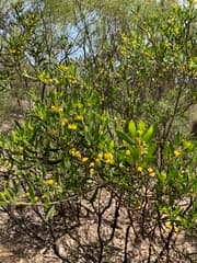 Sweet-scented wattle (Acacia ixiophylla)