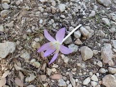 Autumn Crocus (Colchicum)